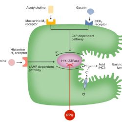 Which is not true of the hormone somatostatin