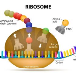 Which of the following statements about trna is false